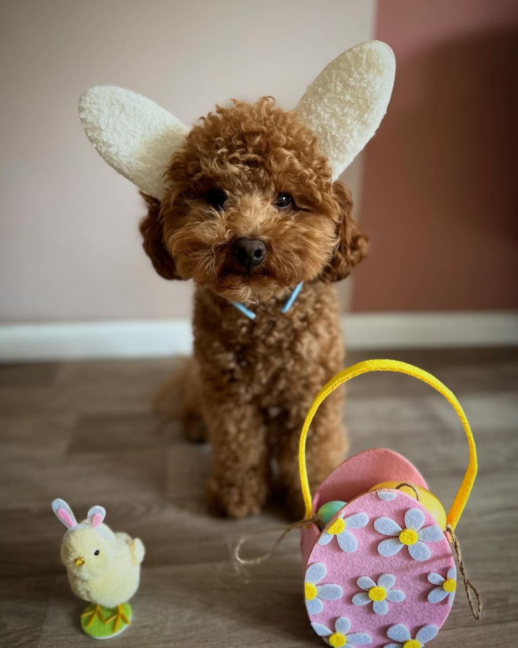 Flash (Toy poodle puppy)