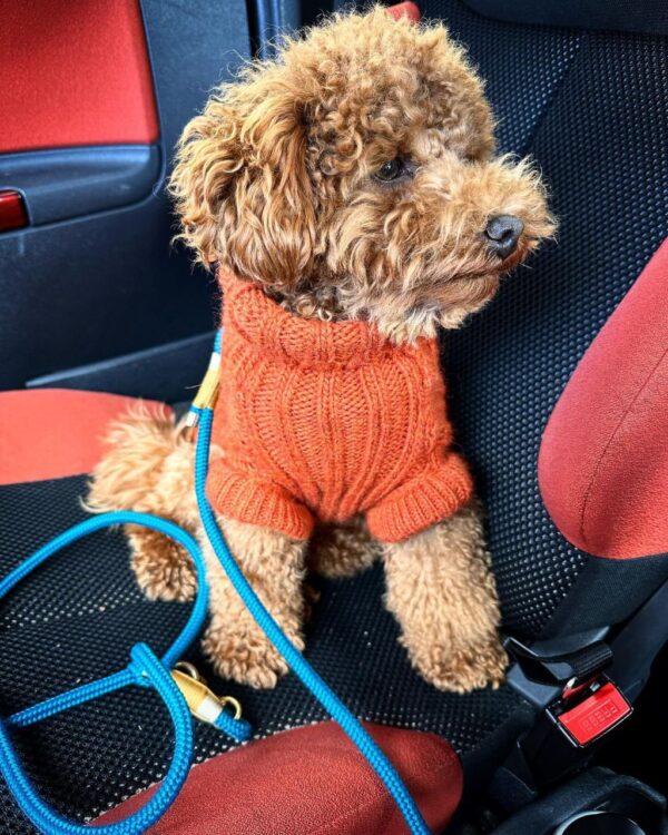 Rubble (Toy Poodle Puppy) - Image 3