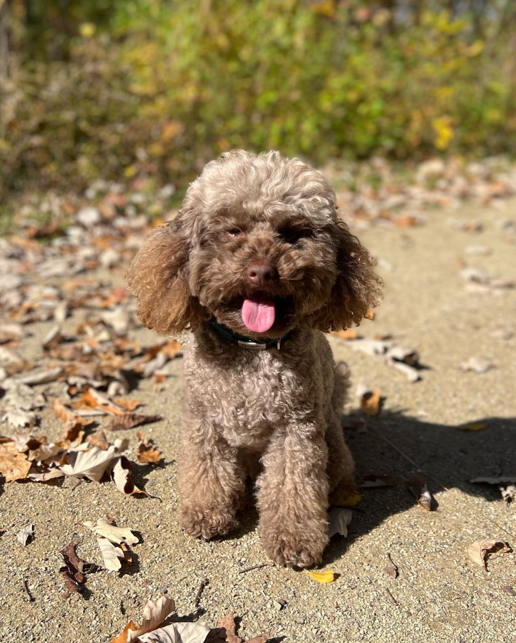 Dara (Toy Poodle Puppy)