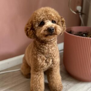Jager (Toy Poodle Puppy)