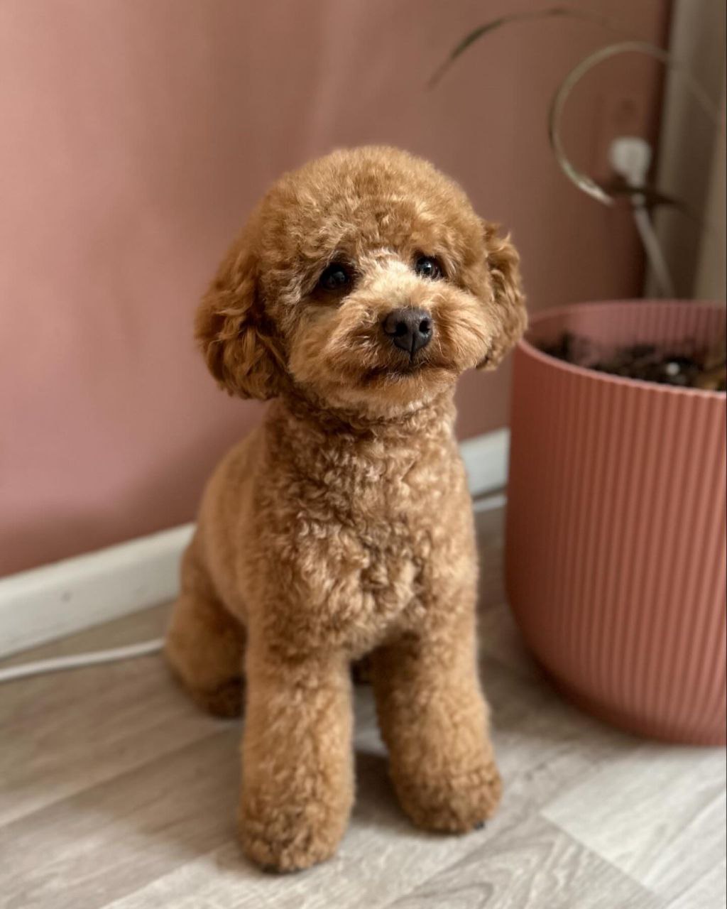 Jager (Toy Poodle Puppy)