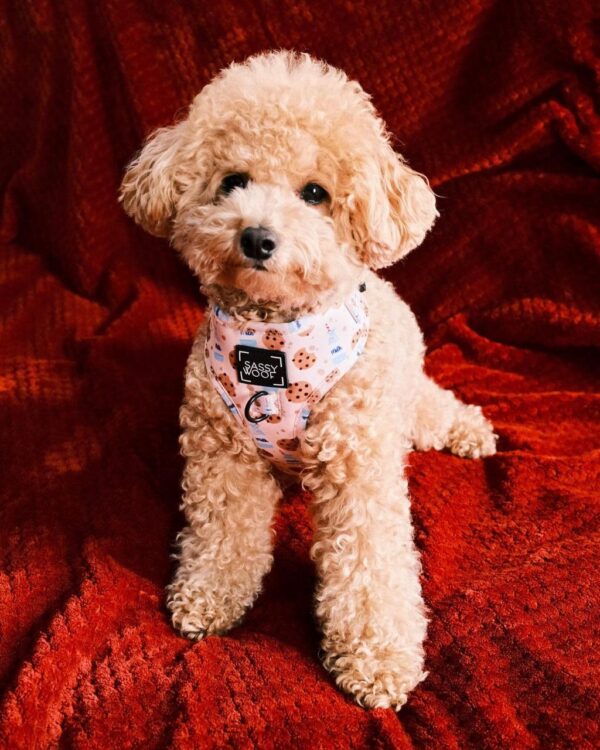 Kendra (Toy Poodle Puppy) - Image 5
