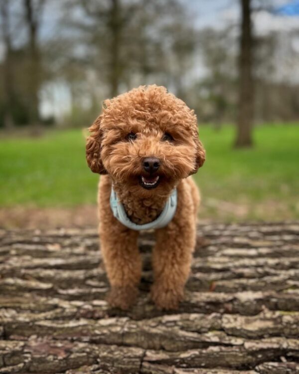 Rocky (Toy Poodle Puppy) - Image 5