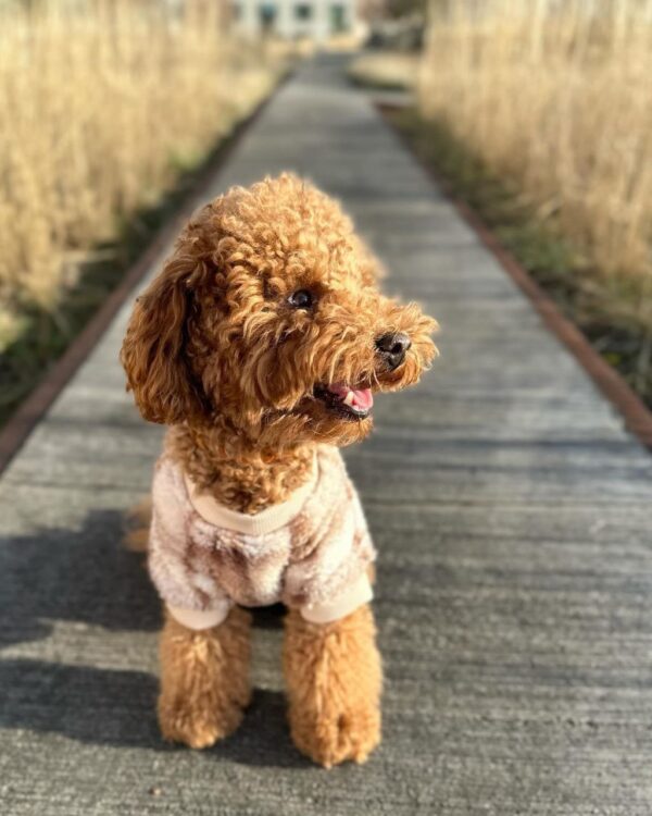 Kendrick (Toy Poodle Puppy) - Image 5