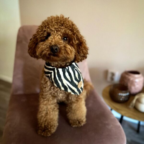 Rocky (Toy Poodle Puppy) - Image 5