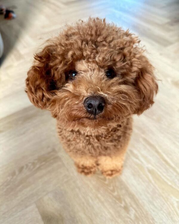 Linsey (Toy Poodle Puppy) - Image 5
