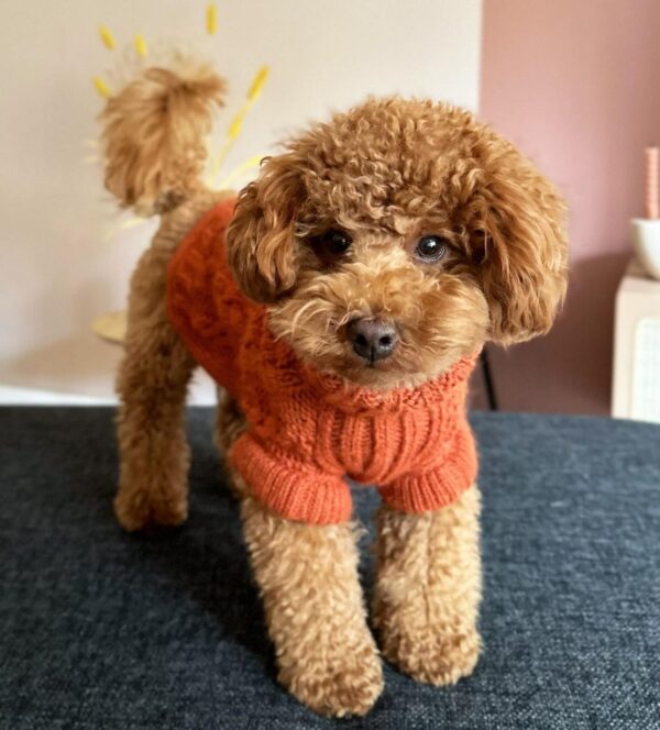 Boomer (Toy Poodle Puppy) - Image 5