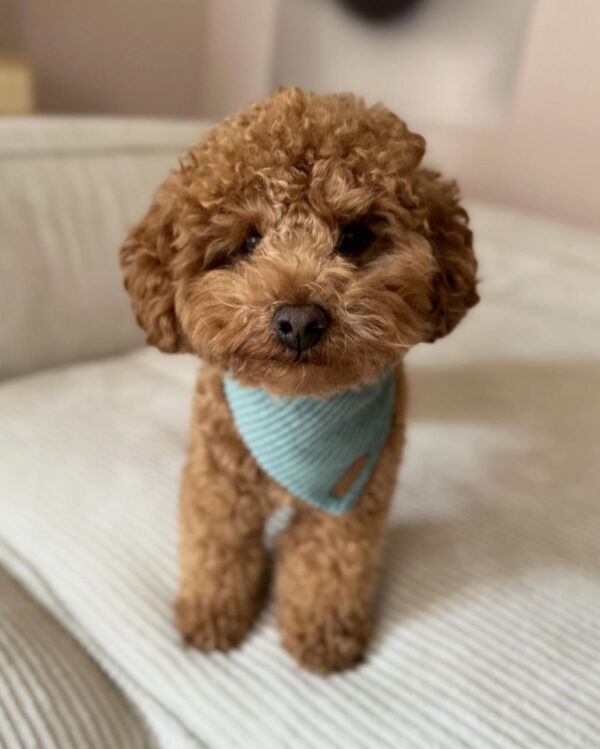 Jigsaw (Toy Poodle Puppy) - Image 5