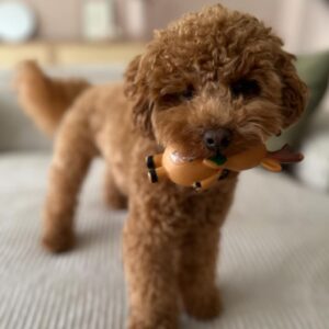 Ranger (Toy Poodle Puppy)
