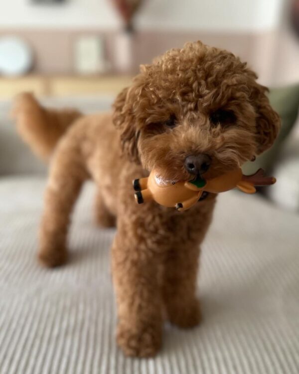 Ranger (Toy Poodle Puppy)