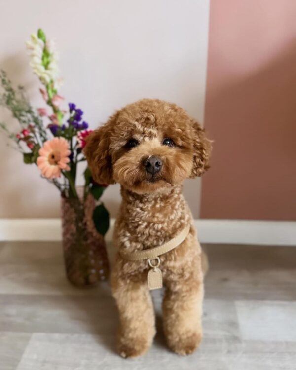 Estelle (Toy Poodle Puppy) - Image 5