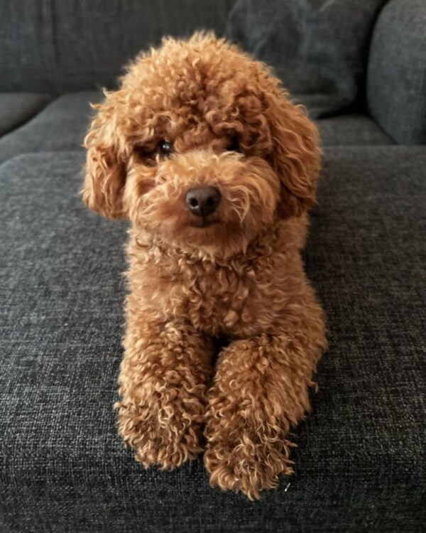 Karly (Toy Poodle Puppy) - Image 5
