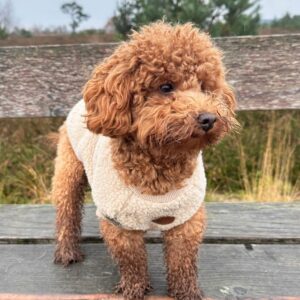 Emma (Toy Poodle Puppy)