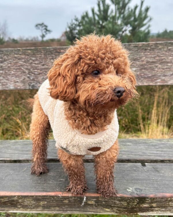 Emma (Toy Poodle Puppy)