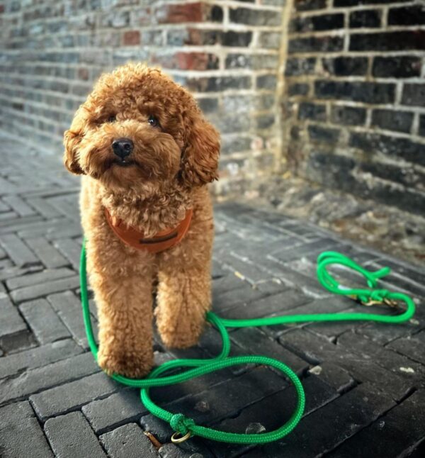 Dixie (Toy Poodle Puppy) - Image 5