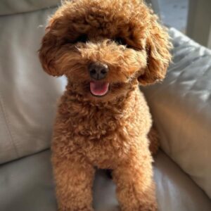 Maree (Toy Poodle Puppy)