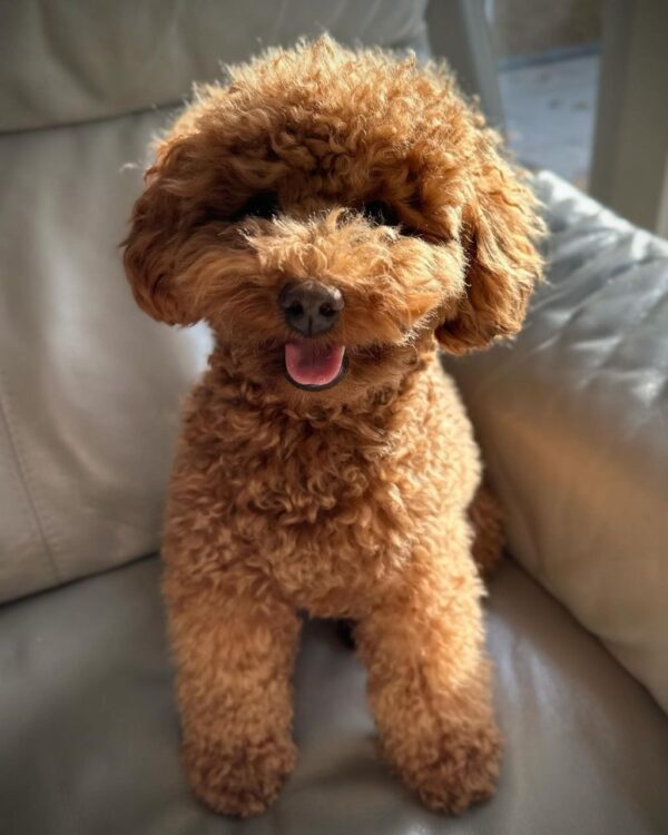 Maree (Toy Poodle Puppy)