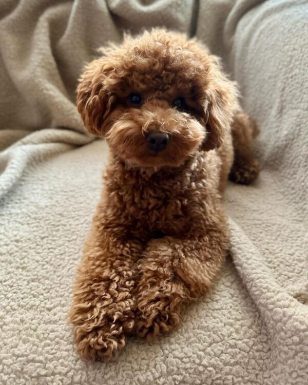 Tally (Toy Poodle Puppy) - Image 4