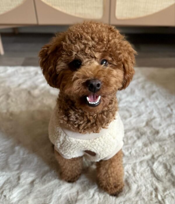 Einstein (Toy Poodle Puppy) - Image 5