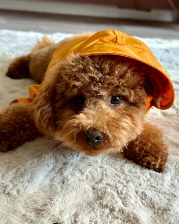 Jake (Toy Poodle Puppy) - Image 5