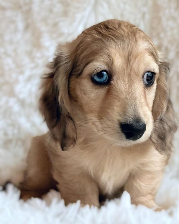 Jill (Dachshund puppy) - Image 5