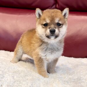 Mason (Shiba Inu Puppy)