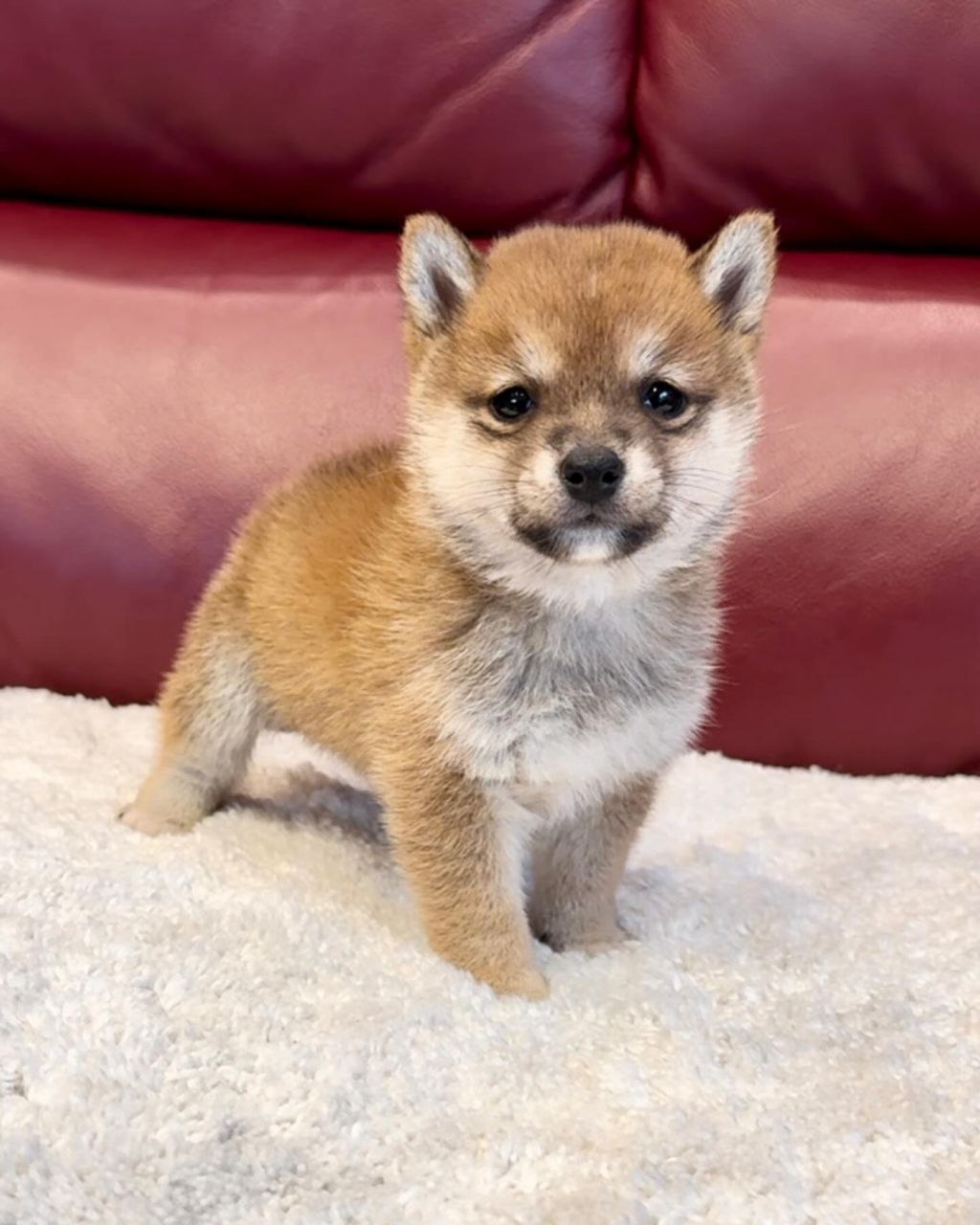 Mason (Shiba Inu Puppy)