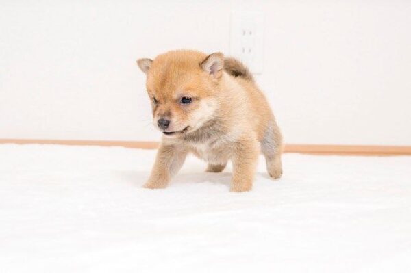 Rocky(Shiba Inu Puppy) - Image 6