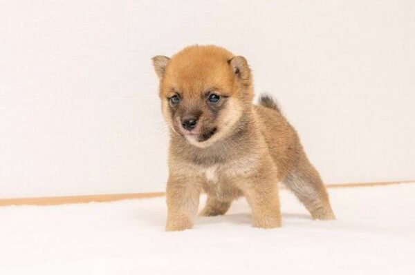Zayne (Shiba Inu Puppy) - Image 6