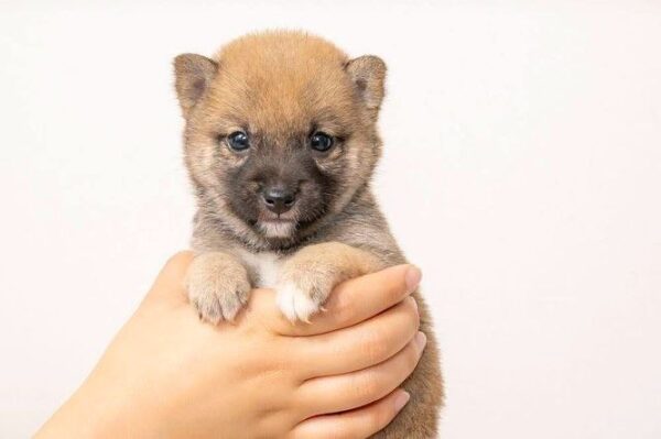 Max (Shiba Inu Puppy) - Image 6