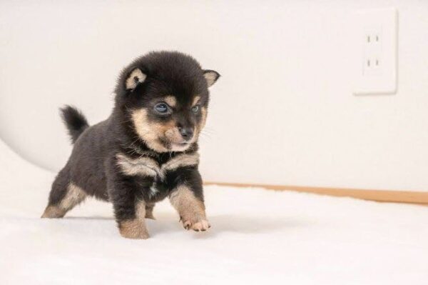 Cap (Shiba Inu Puppy) - Image 6
