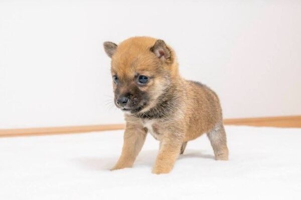Hazel (Shiba Inu Puppy) - Image 6