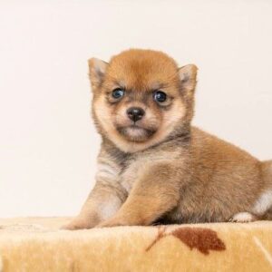 Victor (Shiba Inu Puppy)