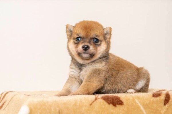 Victor (Shiba Inu Puppy)