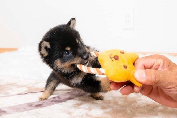 Stitch (Shiba Inu Puppy) - Image 6