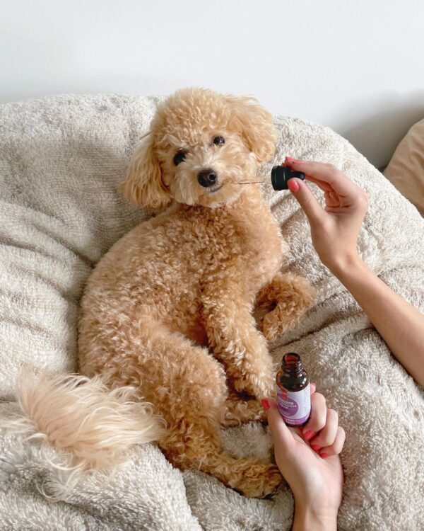 Ike (Toy Poodle Puppy) - Image 6