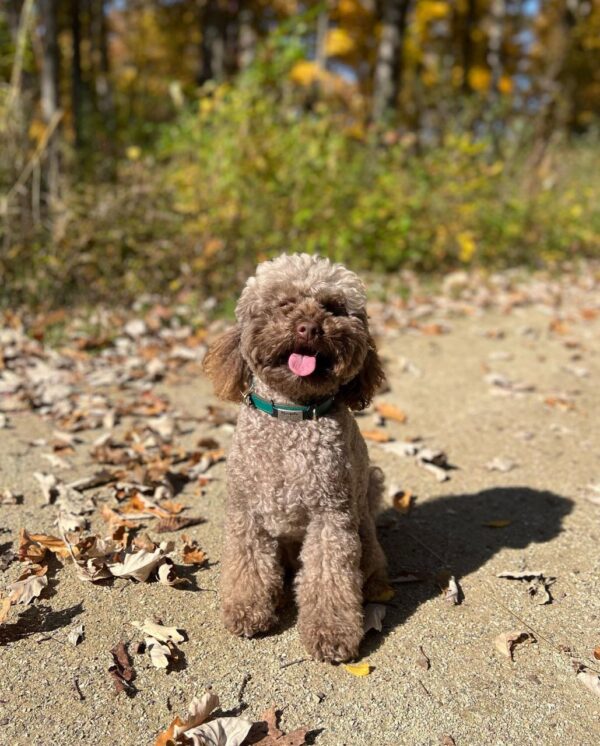 Dara (Toy Poodle Puppy) - Image 6
