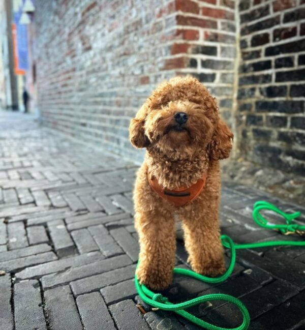 Dixie (Toy Poodle Puppy) - Image 6
