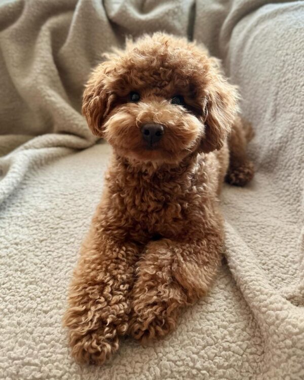 Tally (Toy Poodle Puppy) - Image 5