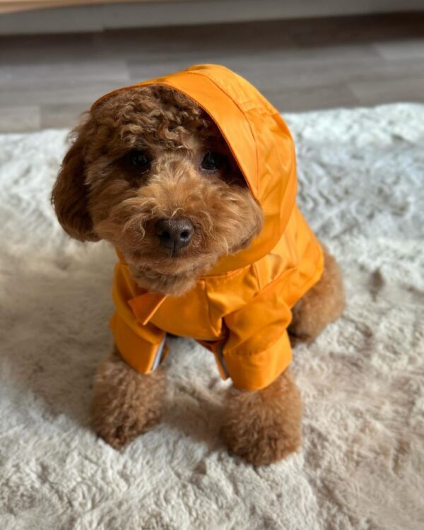 Jake (Toy Poodle Puppy) - Image 6