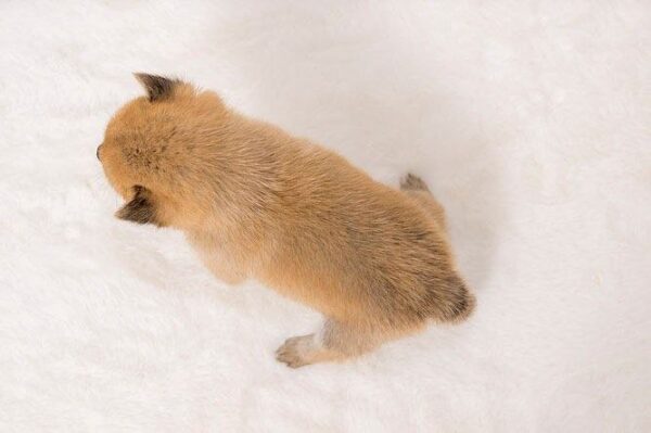 Rocky(Shiba Inu Puppy) - Image 7
