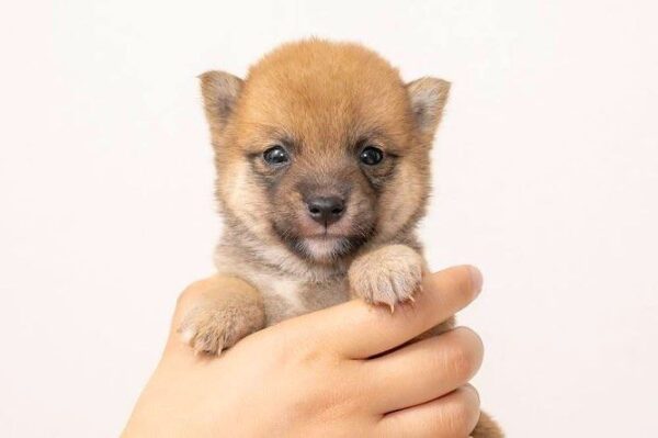 Zayne (Shiba Inu Puppy) - Image 7