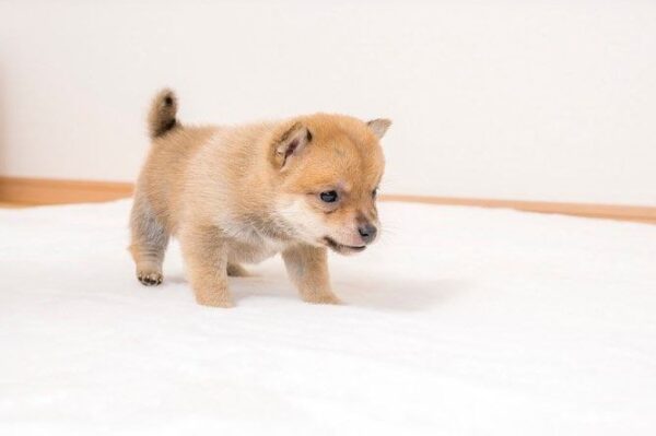 Rocky(Shiba Inu Puppy) - Image 8