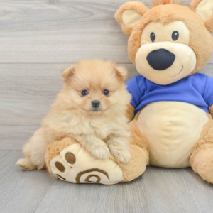 Kali (Pomeranian puppy)