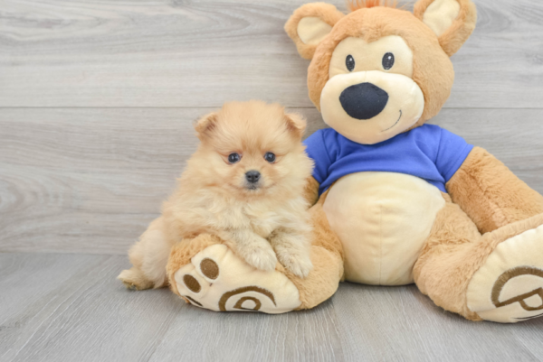 Kali (Pomeranian puppy)