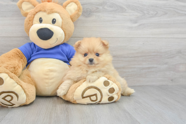 Kali (Pomeranian puppy) - Image 5