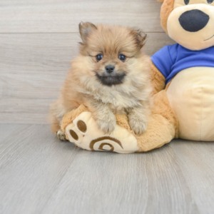Kayla (Pomeranian puppy)