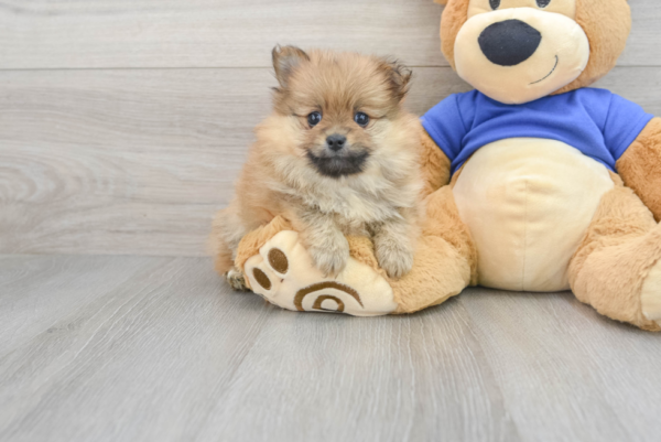 Kayla (Pomeranian puppy)