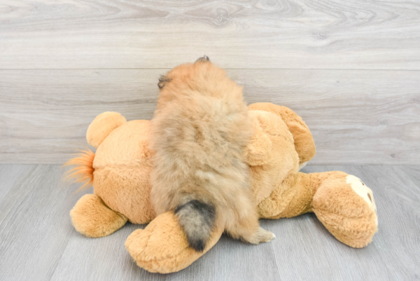 Kayla (Pomeranian puppy) - Image 3