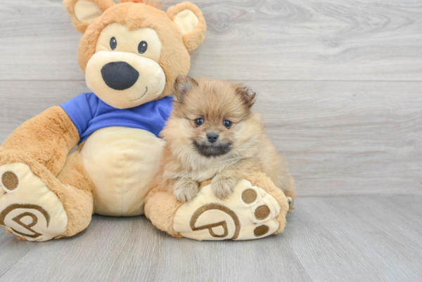 Kayla (Pomeranian puppy) - Image 4